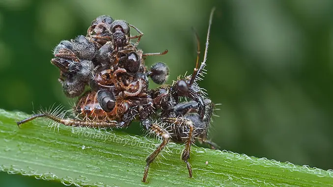 The A Petax shows horrific insect behaviour