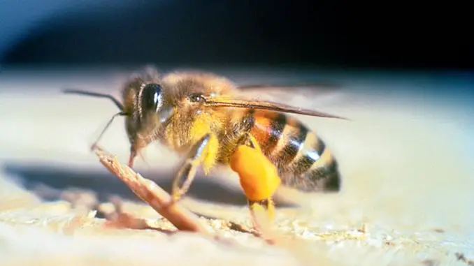 This Africanised Honey Bee shows horrific insect behaviour