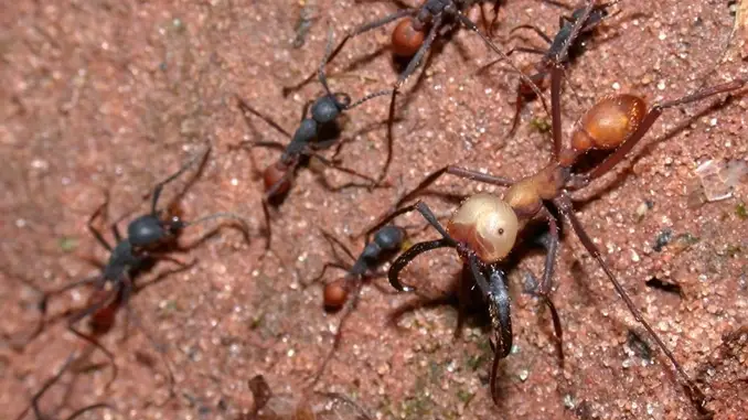 Army ants show horrific insect behaviour