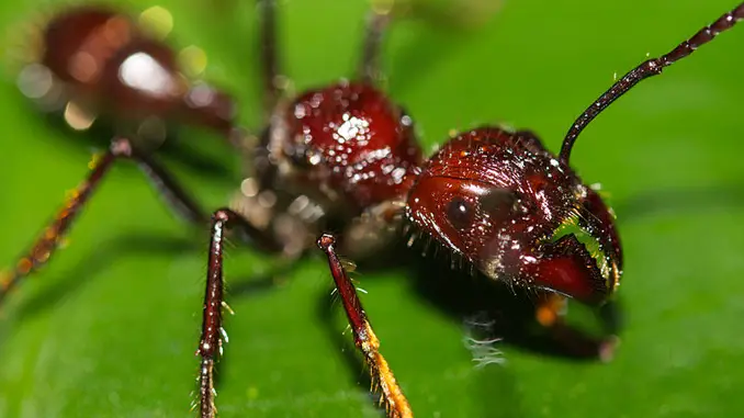 This Bullet Ant shows horrific insect behaviour