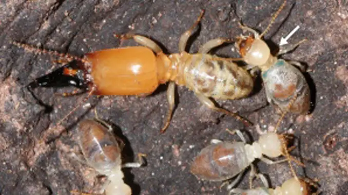 Exploding termites show horrific insect behaviour