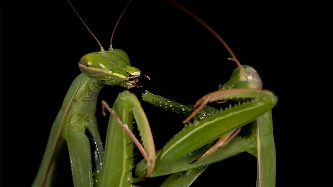 This female Praying Mantis shows horrific insect behaviour