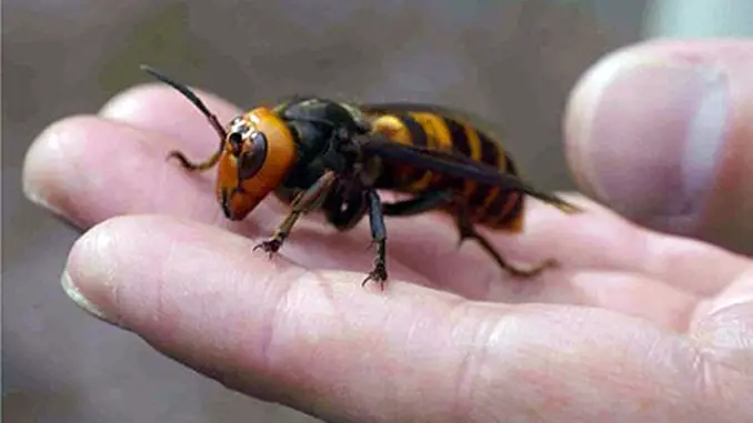 The Japanese Giant Hornet shows horrific insect behaviour