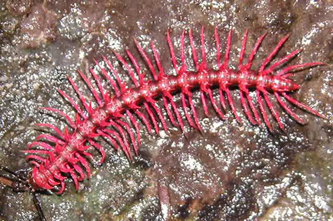 Dragon Millipede