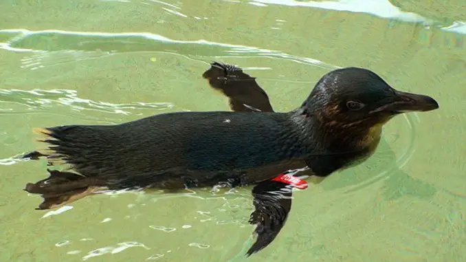 Dirk the stolen penguin is one of the strangest things ever stolen.