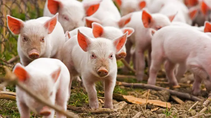 A huge amount of stolen pigs is amongst the strangest things ever stolen. 