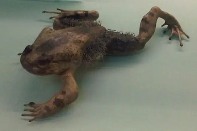 Wolverine Frog