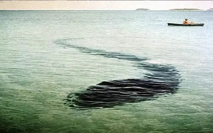 The Hook Island Sea Monster - 10 Photos That Should Not Exist