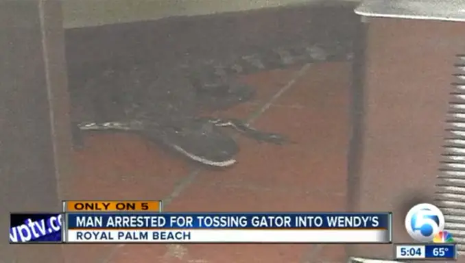 Alligator in Wendy's - 10 Dumbest Criminals Of All Time