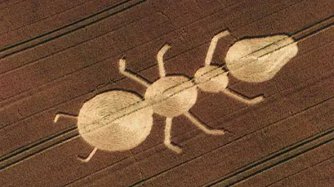 Crop circles that have everyone baffled