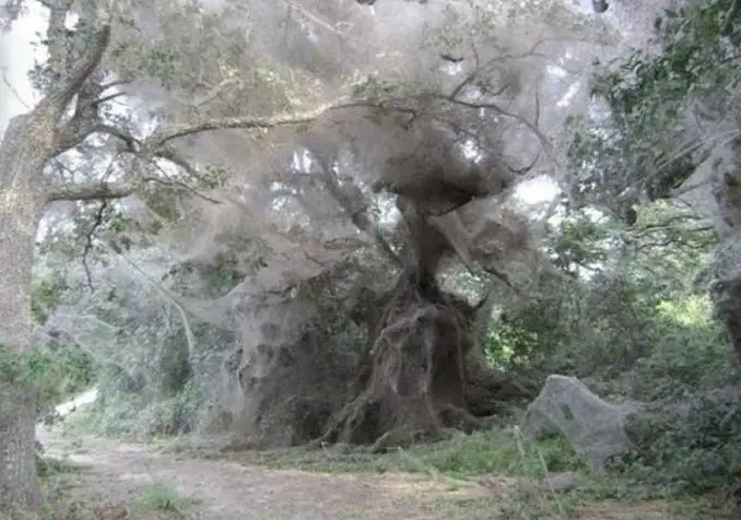 Very large spider's webs in the trees in Dallas, Texas - 10 Strangest Things Ever Found in the Woods