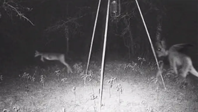 The Jersey Devil photographed on trail cam - 10 Strangest Things Ever Found in the Woods