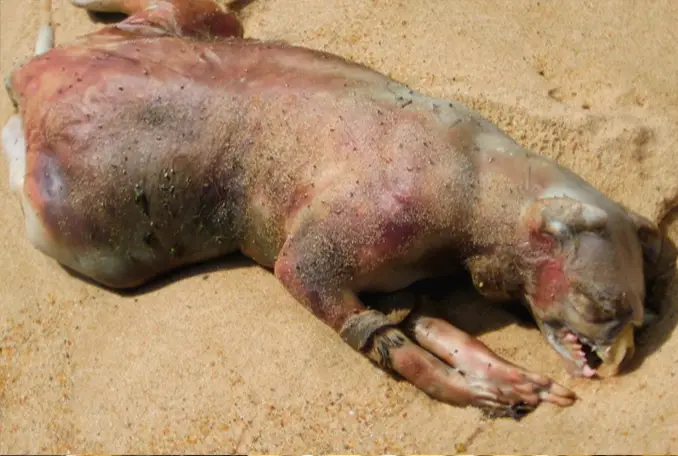 These are the weirdest things found washed ashore