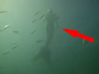Real mermaid caught on tape, swims through the waters off the coast of Australia.