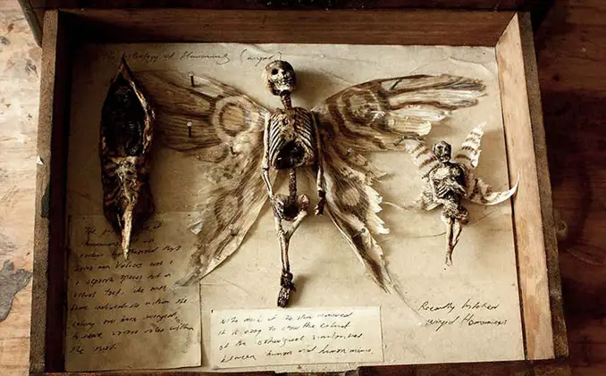 Fairy Found in Thomas Theodore Merrylin's Abandoned Laboratory - 10 Creepiest Things Discovered in Abandoned Buildings