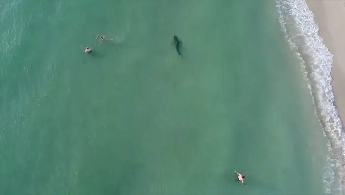 Shark spotted near swimmers at beach - Creepiest Drone and GoPro Footage Ever Captured