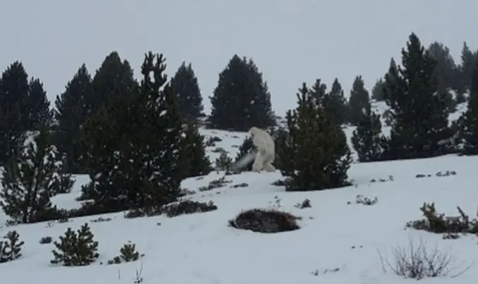Yeti seen at Spanish ski resort - 8 Mythological Creatures Caught on Camera