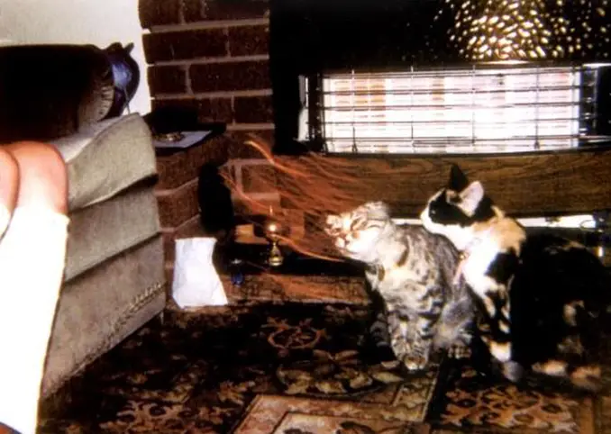 A cat being pulled by a ghost - 10 Creepy Ghost Animals Caught on Camera