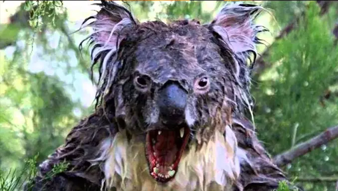 Drop Bears is one of Australia's Creepiest Urban Legends