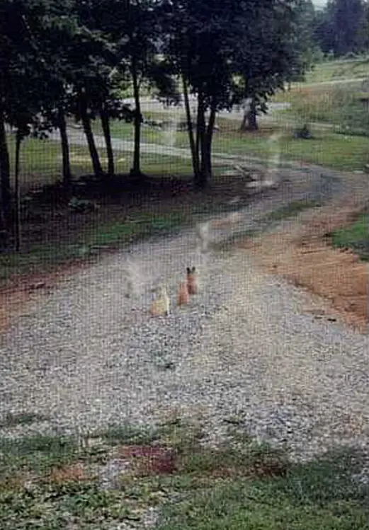 A photo of ghost dogs playing with dogs - 10 Creepy Ghost Animals Caught on Camera