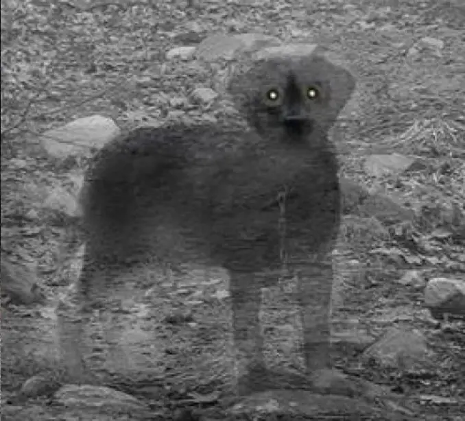 The phantom blue dog of Blue Dog Hill - 10 Creepy Ghost Animals Caught on Camera