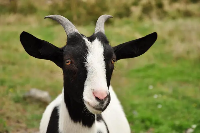 Shapeshifting goat arrested for attempting to steal a car - Mysterious Shapeshifters Caught Changing on Camera