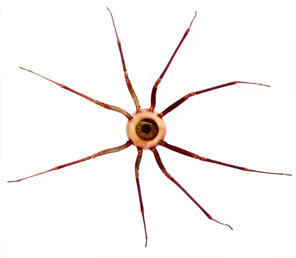 The Eye Spider as documented by the SCP Foundation.