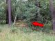 A mysterious set of stairs in the woods