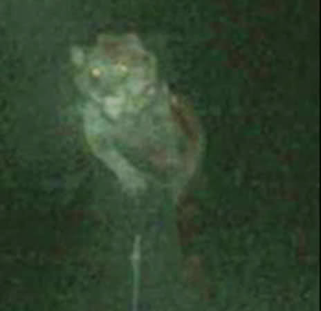 Famous Michigan Dogman photo. Could it be a real cryptid encounter?