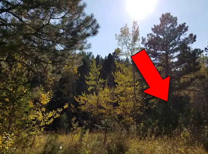 Scary photo in the woods reveals creepy figure.