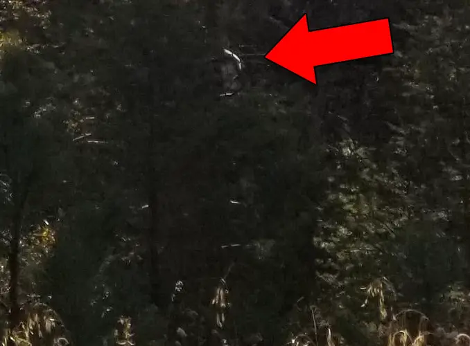 Close up scary photo in the woods reveals creepy figure.